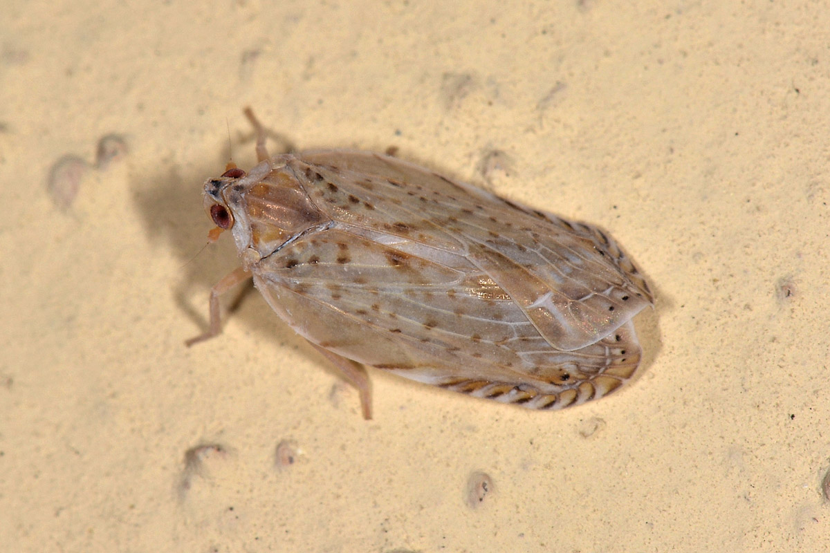 Fulgoromorpha Achilidae: Neomenocria advena